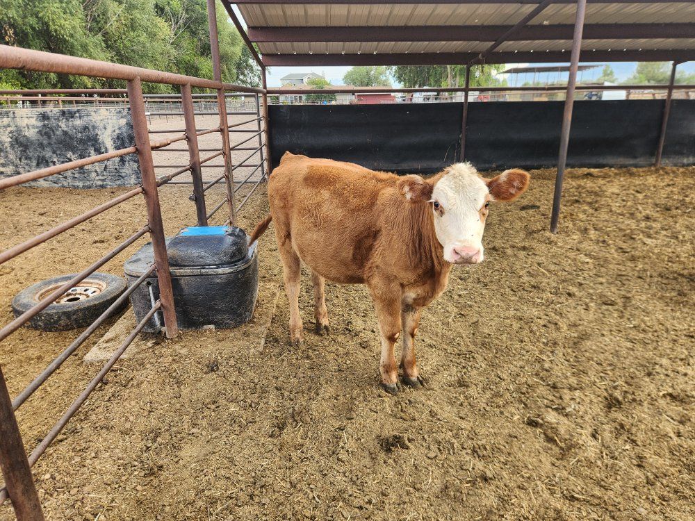 Beef Heifer