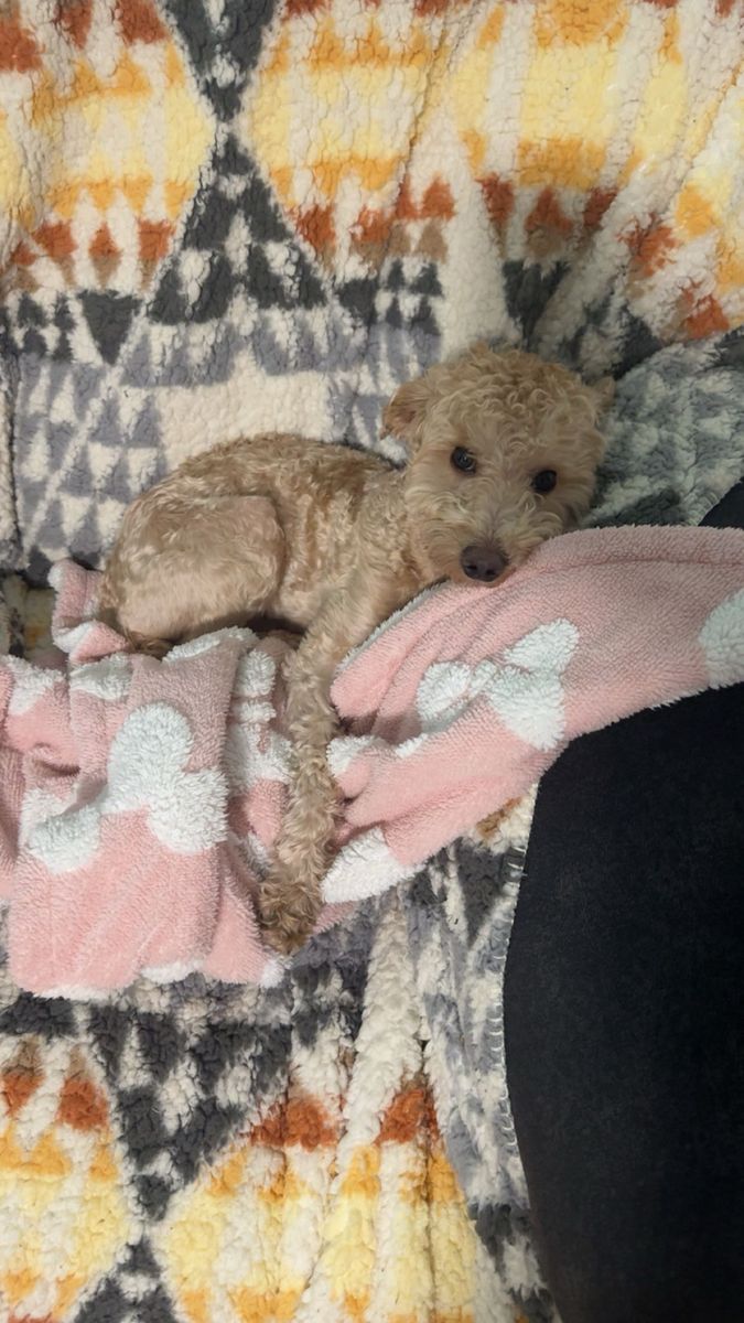 Miniature poodle - Male, 2 Years Old, Hypoallergenic - Needs a good home