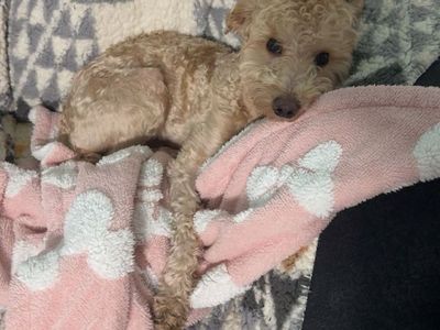 Miniature poodle - Male, 2 Years Old, Hypoallergenic - Needs a good home