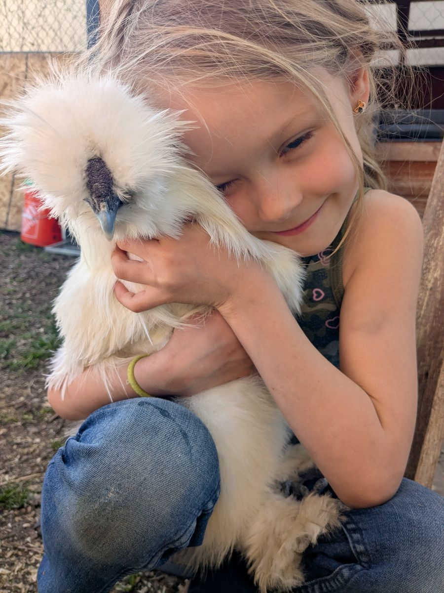 Wanted White Chinese Silkie Roosters And / Or Hens