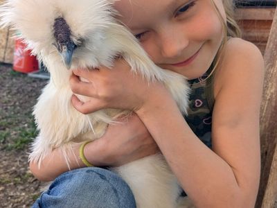 Wanted White Chinese Silkie Roosters And / Or Hens