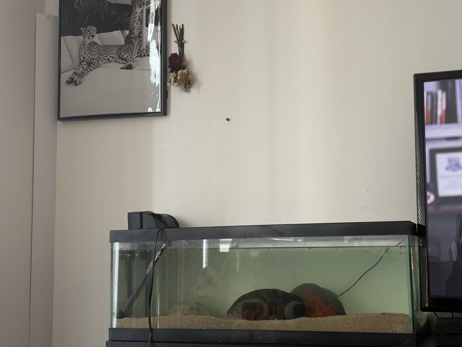 55 Gallon Breeder Tank