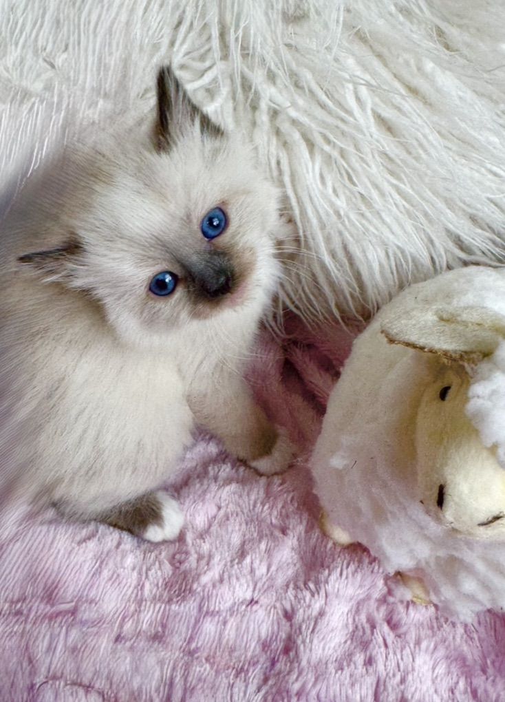 Teacup Ragdoll, Seal Point Kitten