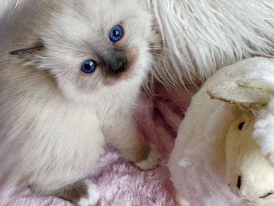 Teacup Ragdoll, Seal Point Kitten