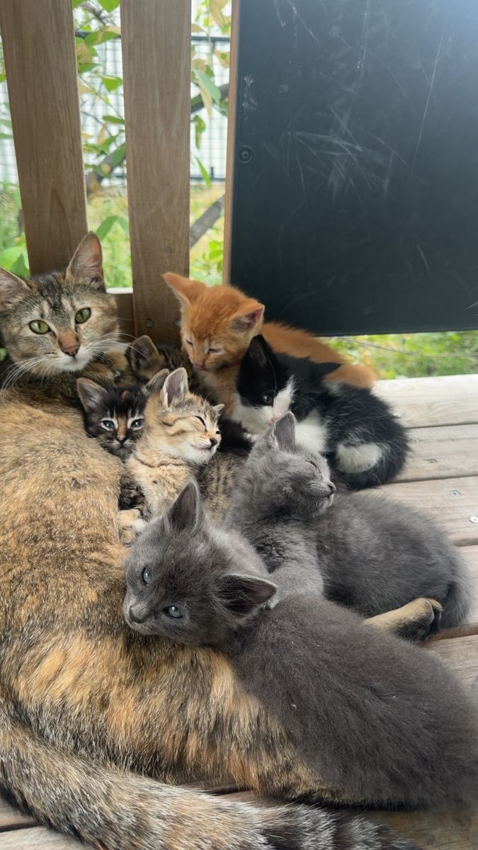 Kittens