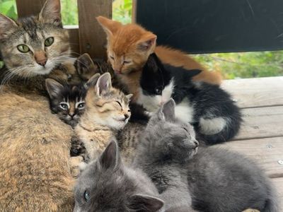 Kittens