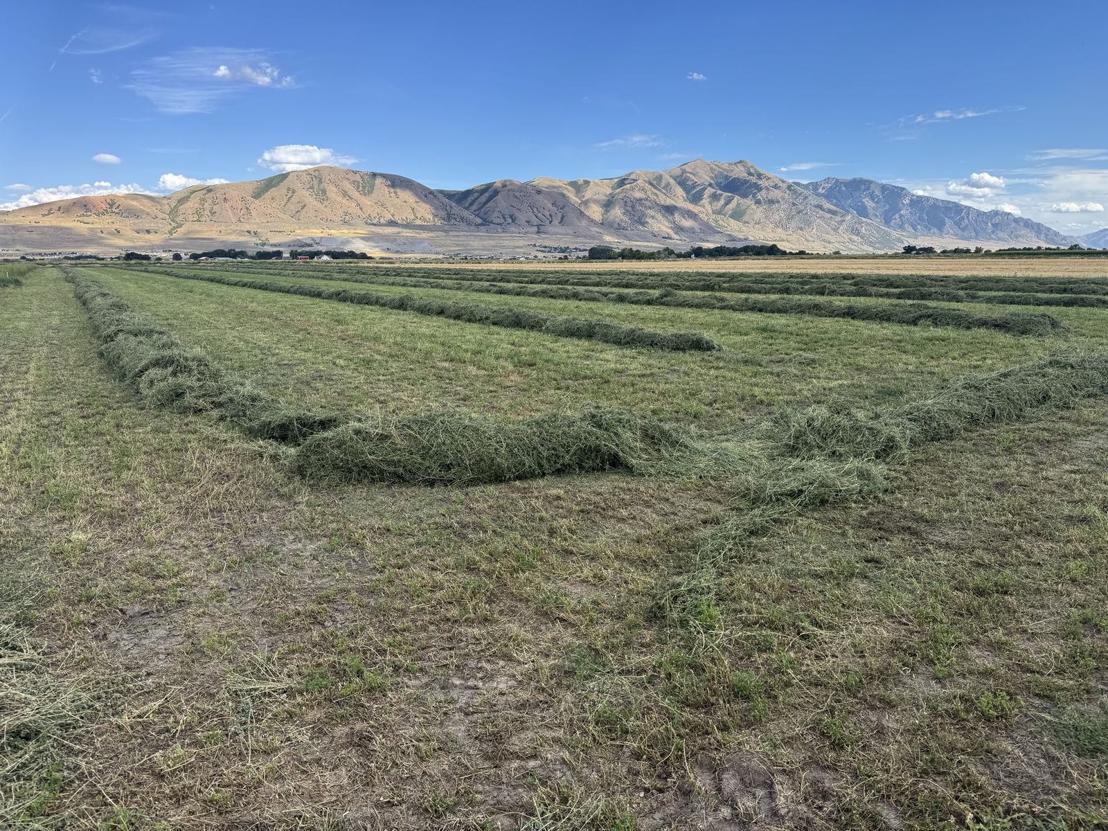 3rd Crop Alfalfa Small Bales