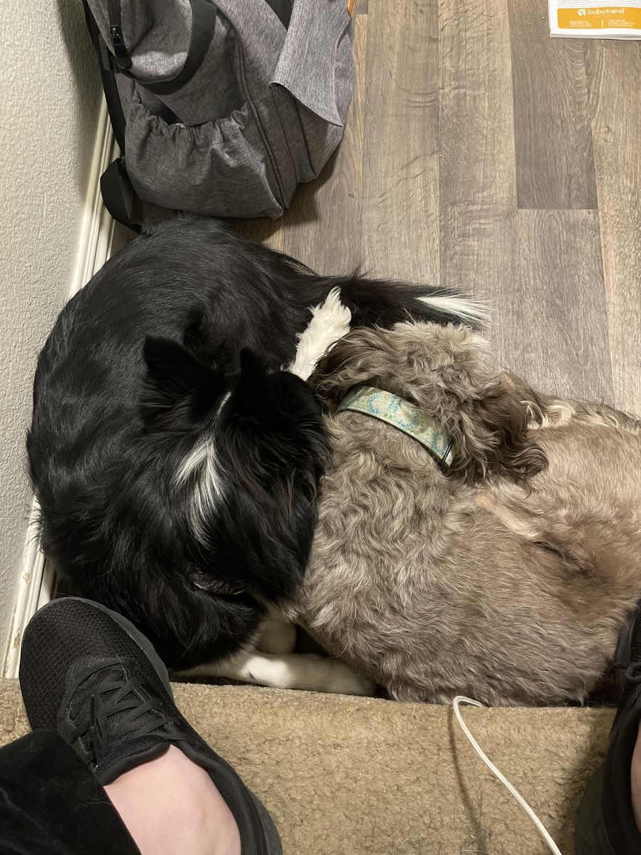 Rehome our border collie mix and aussie doodle