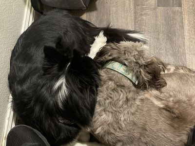 Rehome our border collie mix and aussie doodle