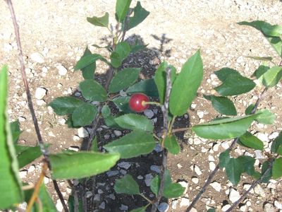 Fruit Trees For Sale Northern Utah