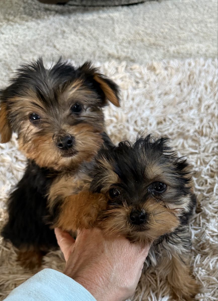 Adorable Purebred Yorkie Puppies Yorkies