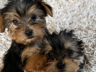 Adorable Purebred Yorkie Puppies Yorkies