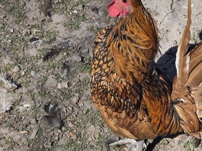 Bantam Rooster-FREE