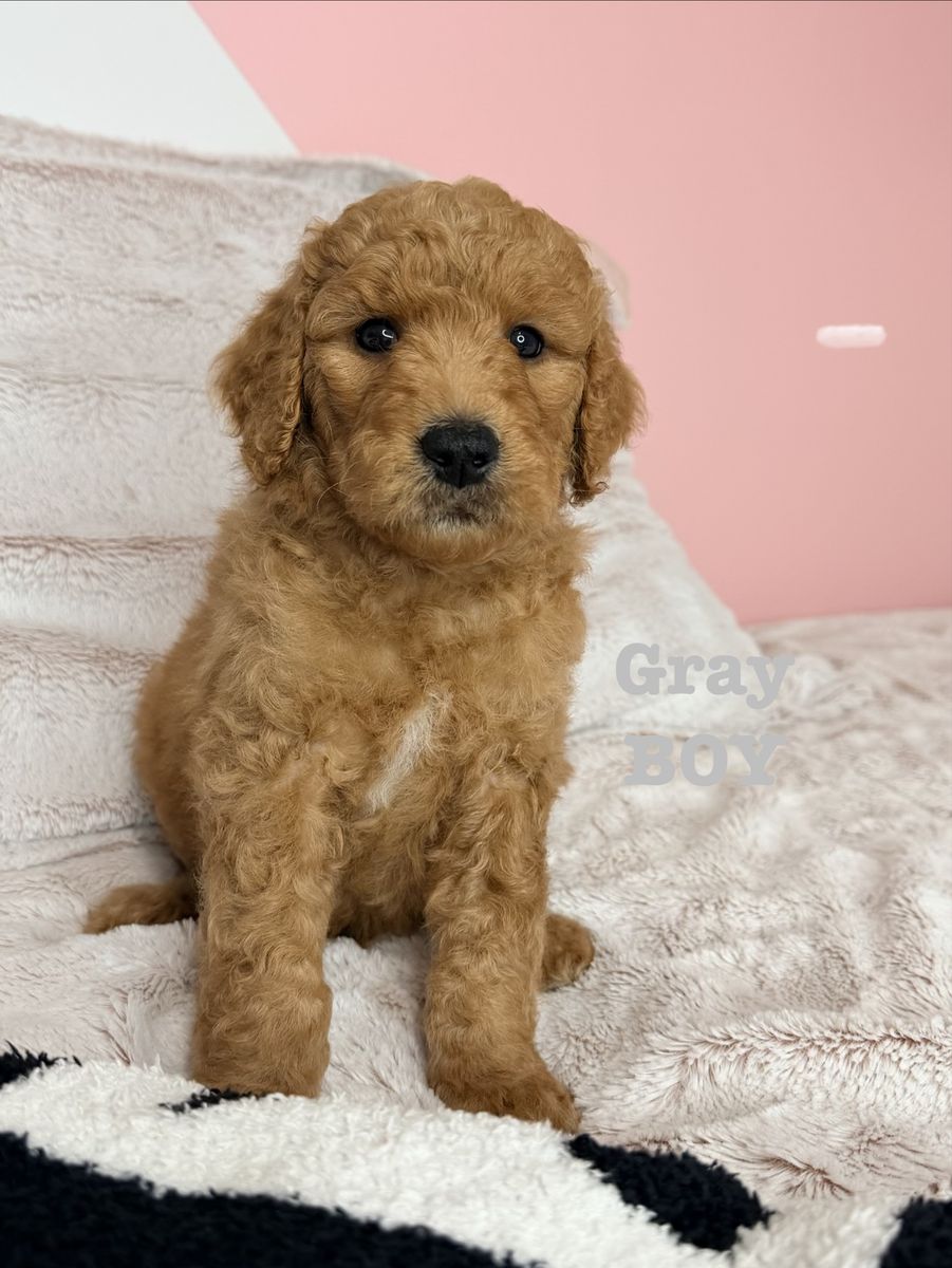 UPDATED photos! F1B medium Goldendoodles
