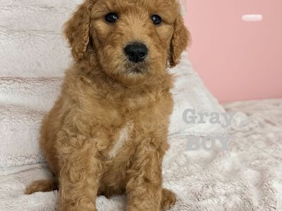 UPDATED photos! F1B medium Goldendoodles