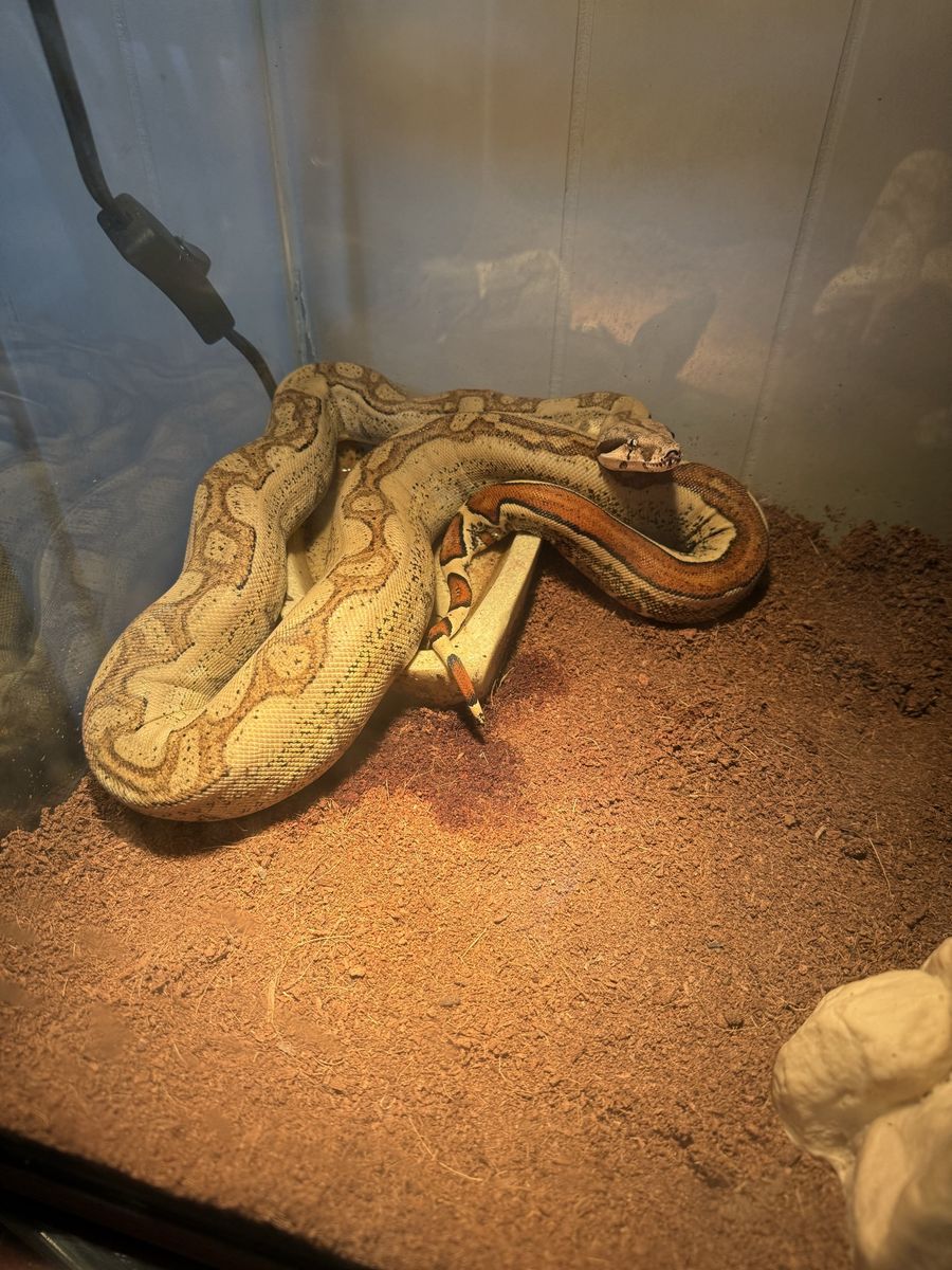 Pet Boa Constrictor with Glass Terrarium Enclosure and Accessories Set