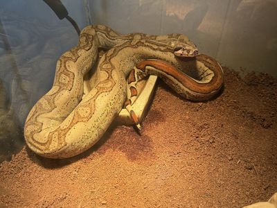 Pet Boa Constrictor with Glass Terrarium Enclosure and Accessories Set