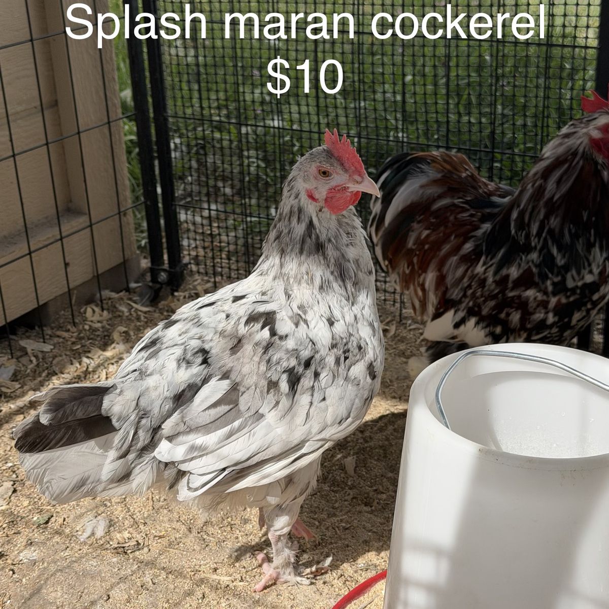 Splash Maran Cockerel