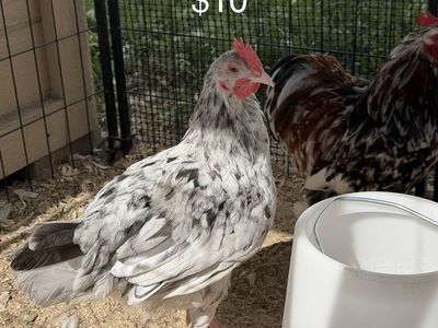 Splash Maran Cockerel