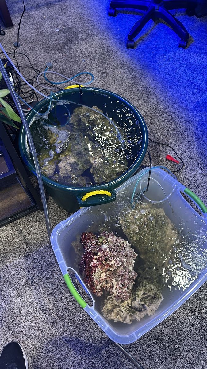 Live Aquarium Rock - Cured, Established Biofilter for Marine Reef Tank about 75lbs