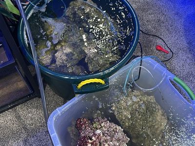 Live Aquarium Rock - Cured, Established Biofilter for Marine Reef Tank about 75lbs
