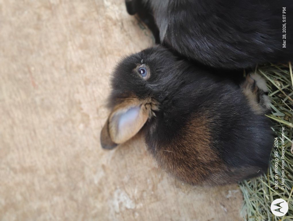 $35 baby bunnies for Easter