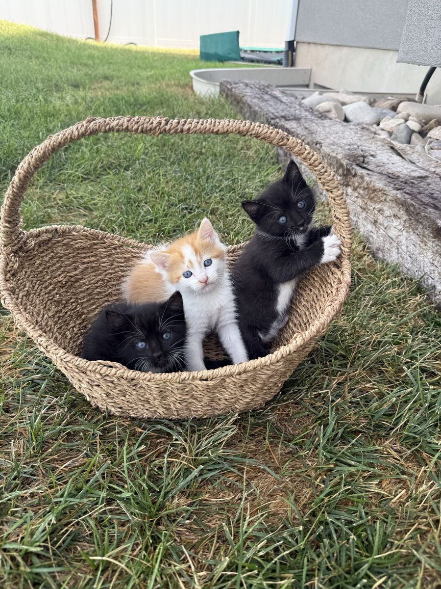 Kittens! 