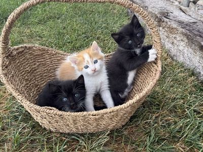 Kittens!