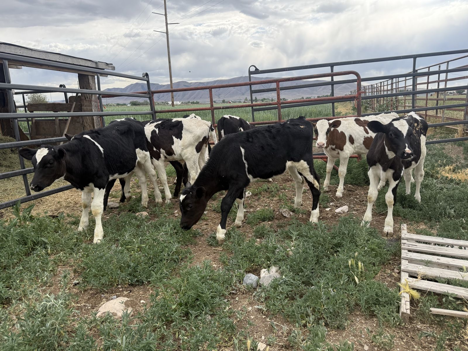 Holstein Steer Calves