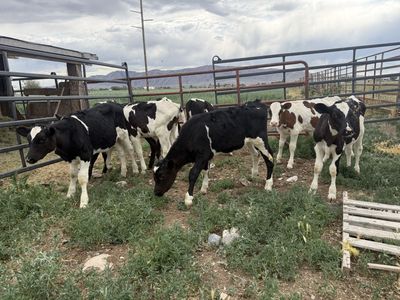Holstein Steer Calves
