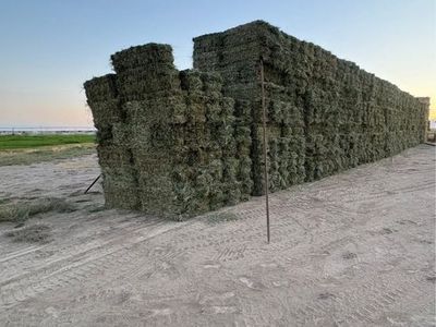 Orchard Grass/Alfalfa