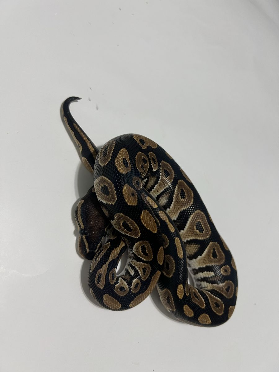 Ball Python Reptile #18