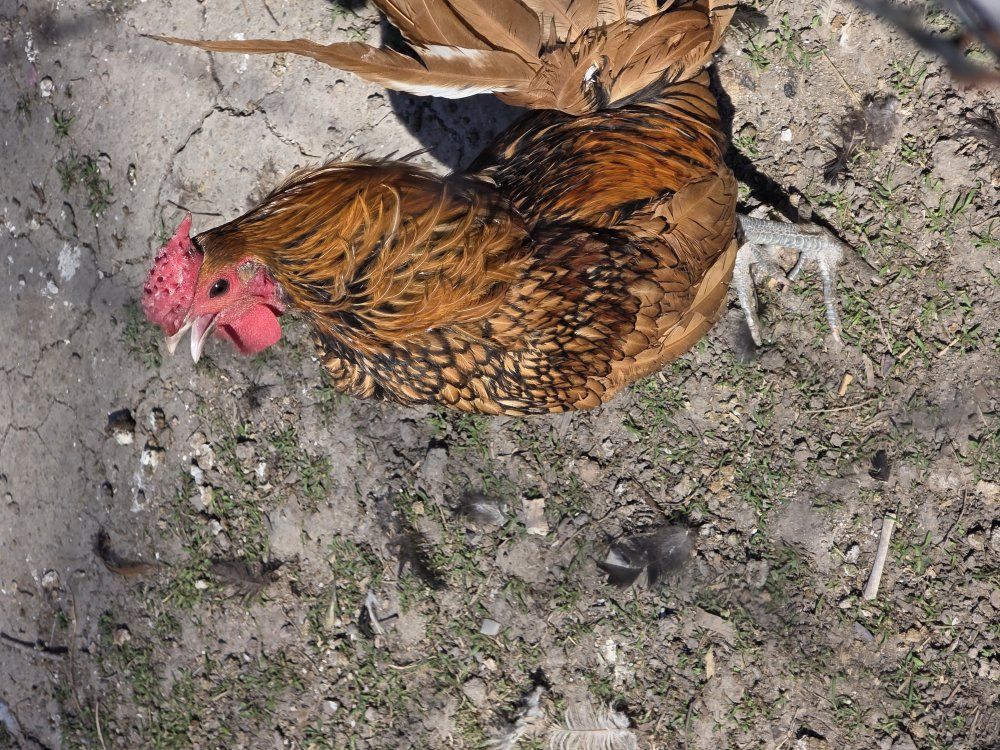 Bantam Rooster