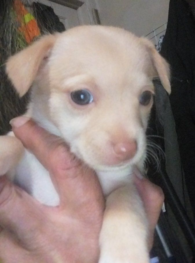 Chihuahua puppies for sale. 1 male, 2 female.