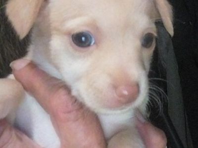 Chihuahua puppies for sale. 1 male, 2 female.