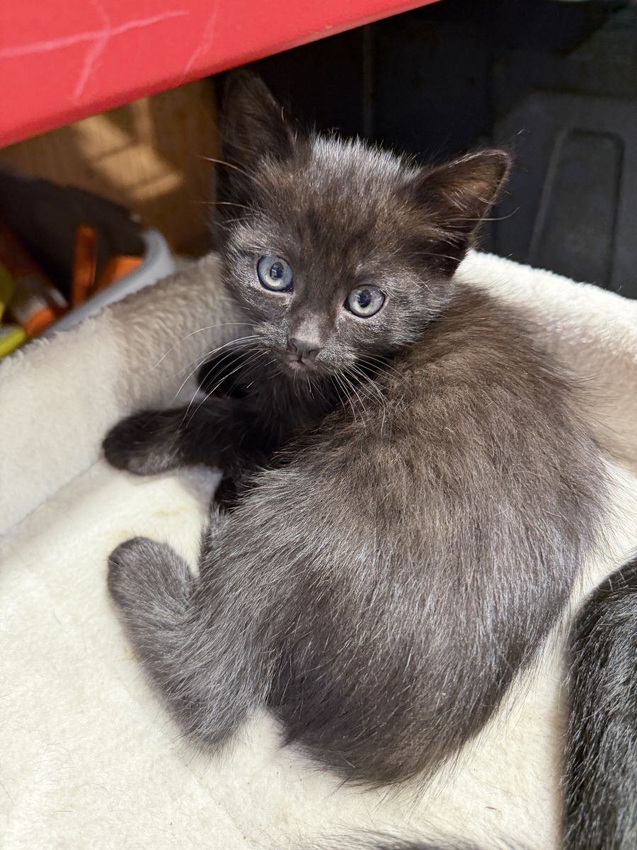Kittens
