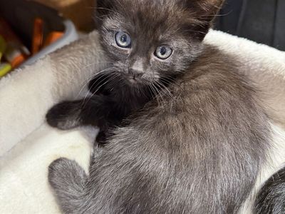 Kittens