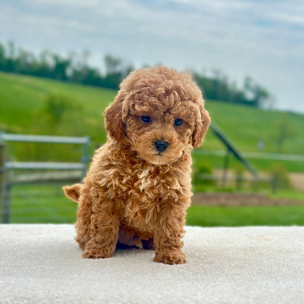 Micro Mini Goldendoodle Puppy – Boy Maverick – $2,200