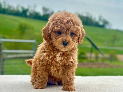 Micro Mini Goldendoodle Puppy – Boy Maverick – $2,200
