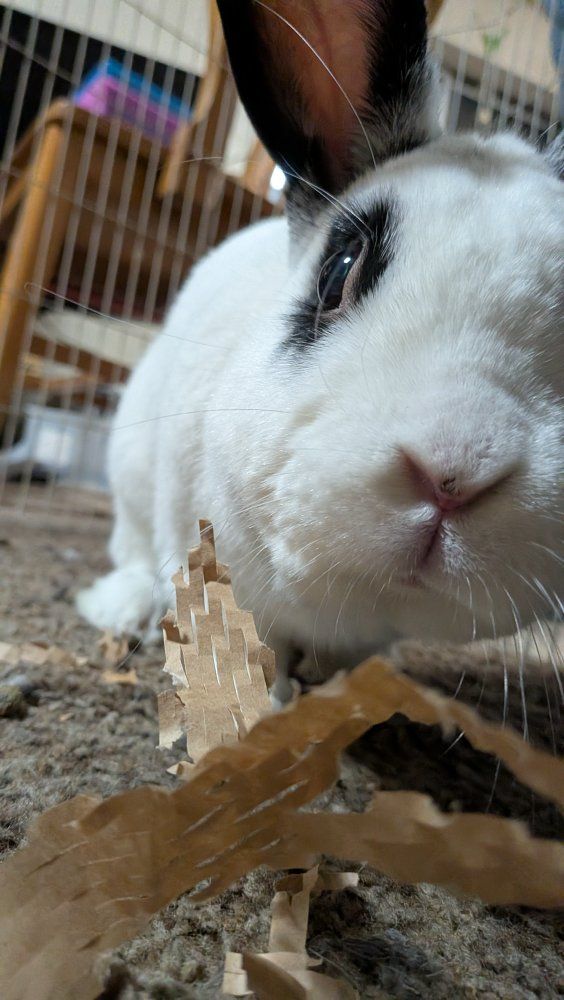 male rabbit needing loving home