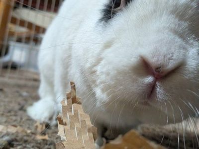 male rabbit needing loving home