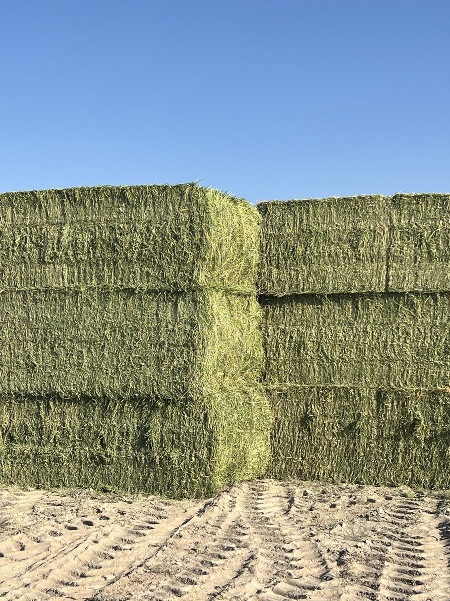 3x4 alfalfa for sale