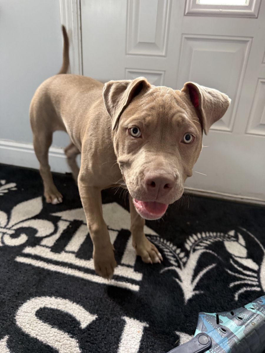Pitbull.  Pure pitbull is