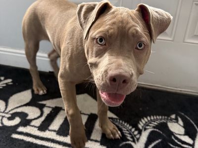 Pitbull. Pure pitbull is