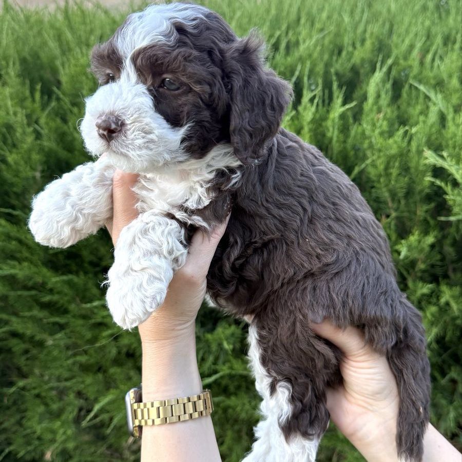 Mini Aussiedoodle, Aussie Doodle Puppies BLUE EYES
