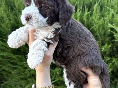 Mini Aussiedoodle, Aussie Doodle Puppies BLUE EYES