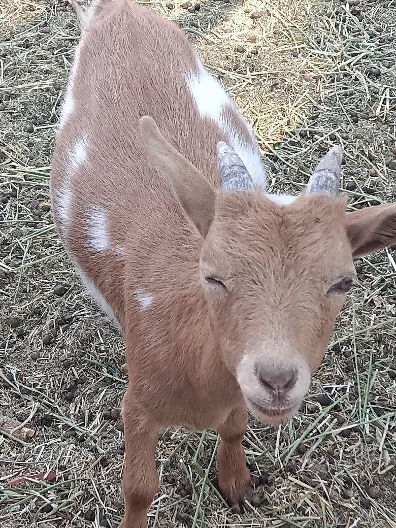 5 m Nigerian wether SMALL