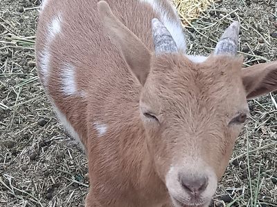 5 m Nigerian wether SMALL