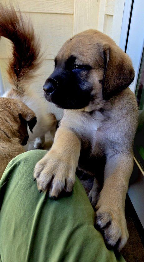 English Mastiff Puppies for Sale
