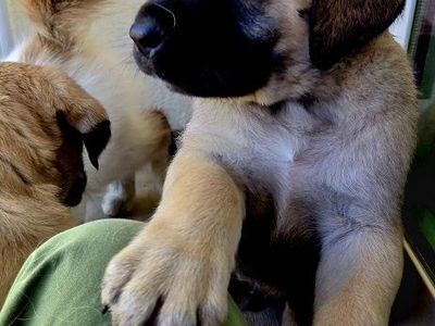 English Mastiff Puppies for Sale